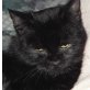 Romina, eine Handvoll - Katze