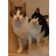 Romina und Robin, Pflegestelle in 81543 München - Katze