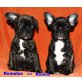 Romulus and Remus, Französische Bulldogge Welpen - Rüde