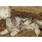 Romy, Britisch Kurzhaarkatze - Katze