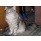 Romy, Maine Coon - Katze