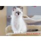 Romy und Robbie, Ragdoll - Katze