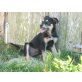 Ron, Appenzeller Mix ? - Rüde