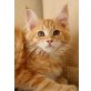 Ron, Maine Coon - Katze