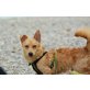 Ron, lieber,kleiner Familienhund - Rüde
