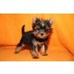 Rona von PON-Cavallo, Yorkshire Terrier - Hündin