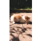 Ronaldo, Hauskatze - Kater