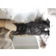 Ronaldo, Maine Coon - Kater