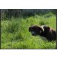 Ronda, Labrador-Kleine Münsterländer Hündin - Hündin