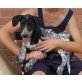 Ronda, Pointer Setter Mix - Hündin