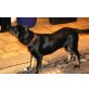 Roni, Hannoverscher Schweißhund - Rüde