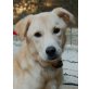 Roni, Mischlingsjunge - Rüde