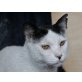 Roni, Notfellchen (FeLV positiv) sucht Zuhause - Kater