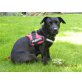 Roni, lustiger Labrador-Dackel Mix - Rüde