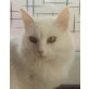 Ronja, Aufenthaltsort: 76351 Linkenheim-Hochstetten - Katze