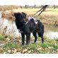Ronja, Border-Collie-Mischling Welpen - Hündin
