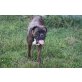 Ronja, Boxer - Hündin