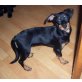 Ronja, Dackel-Pinscher-Mix - Hündin