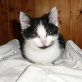 Ronja, Europäische Kurzhaarkatze - Katze