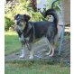 Ronja, 'Kleine Diva' - Hündin
