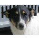 Ronja, Kuscheltrine sucht warmes Sofa - Hündin