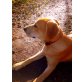 Ronja, Labrador Belgischer Schäferhund - Hündin