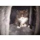 Ronja, Maine Coon - Katze