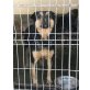 Ronja, Mischling - Hündin