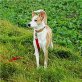 Ronja, Mischling - Hündin