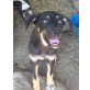 Ronja, Mischling Welpen - Hündin