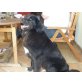 Ronja, Neufundländermix - Hündin