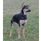 Ronja, Schäferhund-Labradormix - Hündin