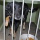 Ronja, Schäfermixhündin - Hündin
