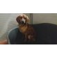 Ronja, Segugio-Mremmano Mix Welpen - Hündin