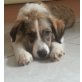 Ronja, Windhund +wissen wir nicht ;) Welpen - Hündin