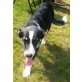 Ronja  fröhliches Hundekind, Berner Sennen  Schäferhund - Hündin