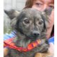 Ronka, Spitz-Mix - Hündin
