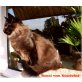 Ronni vom Küselwind, Norwegische Waldkatze - Kater