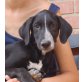 Ronnie, Pointer Setter Mix Welpen - Rüde