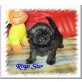 Ronny Boy , Shih Tzu Welpen - Rüde