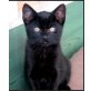 Ronny, Jonny, Luna, Henry, Viele Tierschutzkätzchen!  - Kater