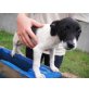 Ronny, Labrador kleiner bleibend Welpen - Rüde