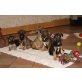 Ronny, Roxy, Rico, Ringo, Deutsch - Belgische Schäfermixwelpen Welpen - Rüde