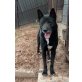 Rony, Akita-Inu-Mix - Rüde
