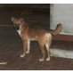 Roofi, Malinois-Mix - Rüde