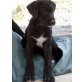 Rooney, Labrador Mischling Welpen - Rüde