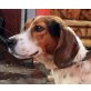 Rosa, Beagle-Mix - Hündin