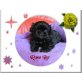 Rosa Lee vom Drachensee, Shih Tzu Welpen - Hündin