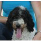 Rosa, Perro de Agua Espanol - Hündin