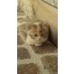 Rosa, Perser u Hauskatze - Katze